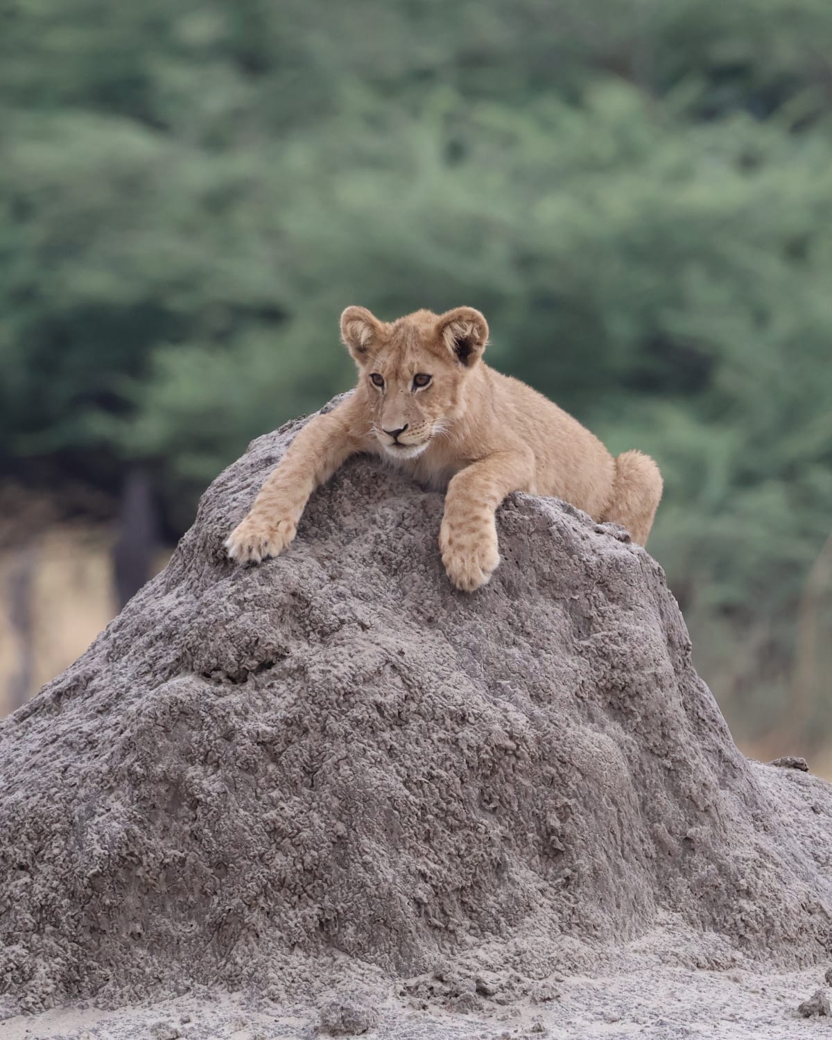 Lion on the road
